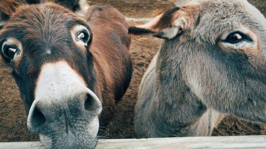 A Sabedoria do Burro em Tempos de Tempestade