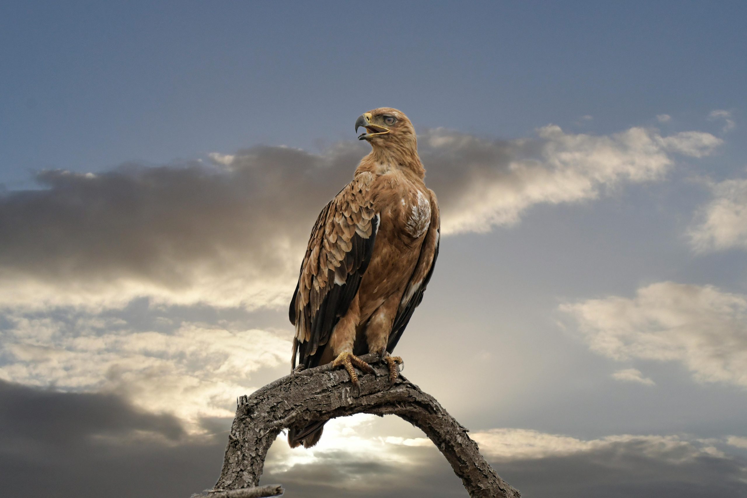 Falcão das Montanhas e a Confiança em Deus