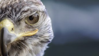 O Falcão e a Paciência de uma Família no Sol