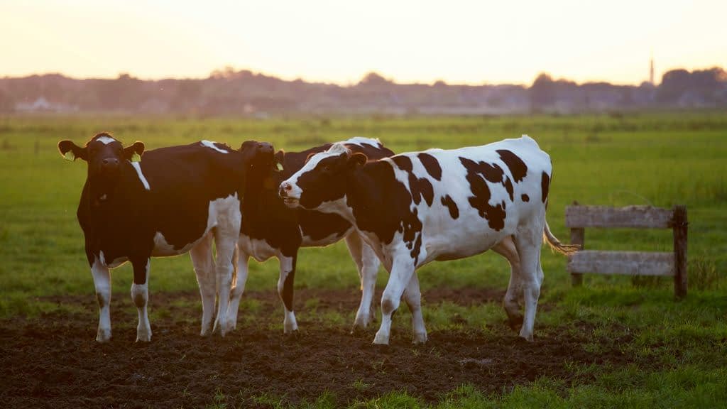 A Vaca e a Sabedoria da Tolerância Familiar