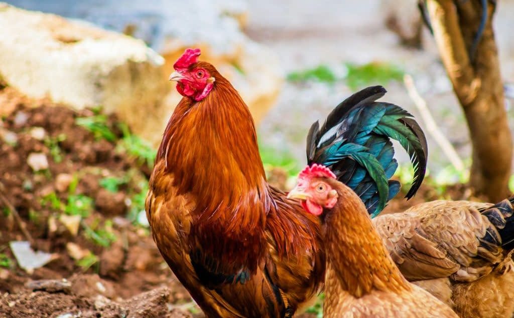 O Galo e as Vozes da Aldeia Antiga