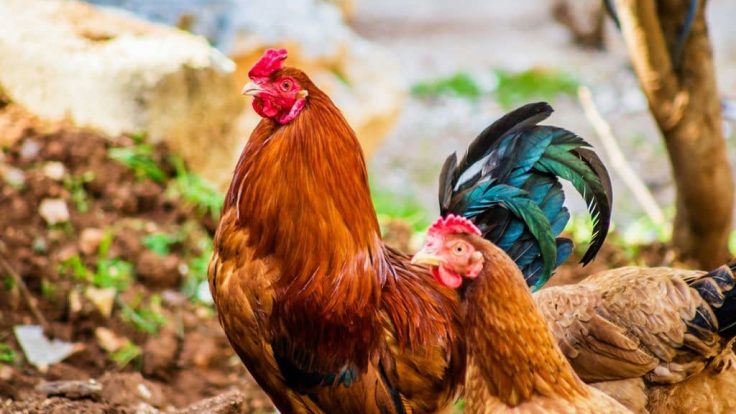 O Galo e as Vozes da Aldeia Antiga